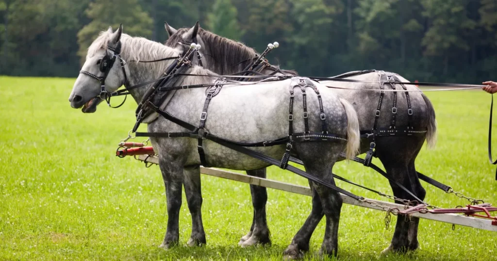 Percheron Horses