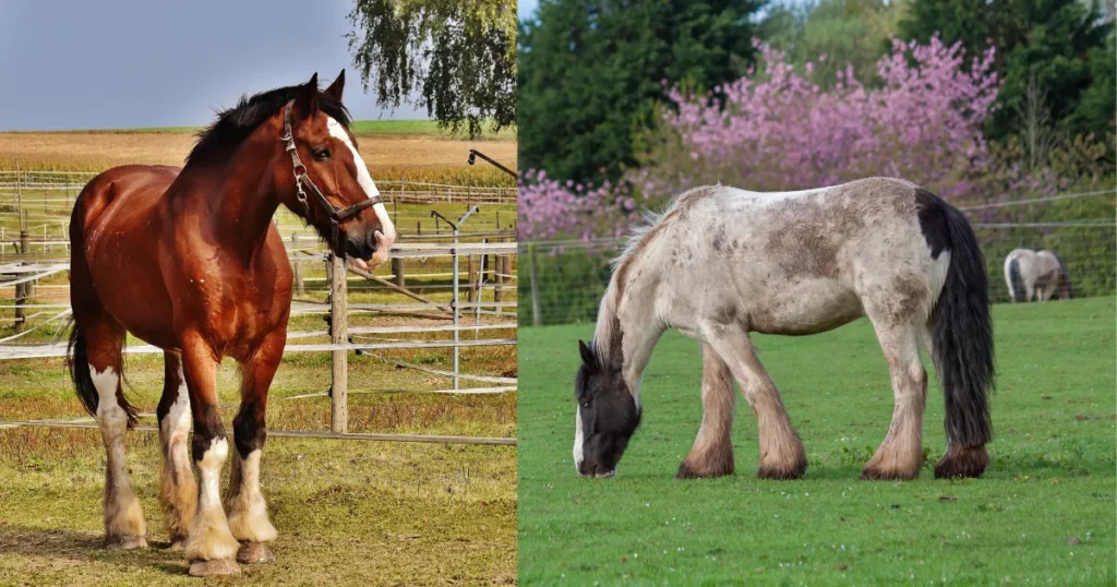 Shire Horses