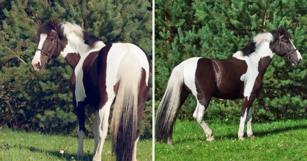 Spotted Draft Horse