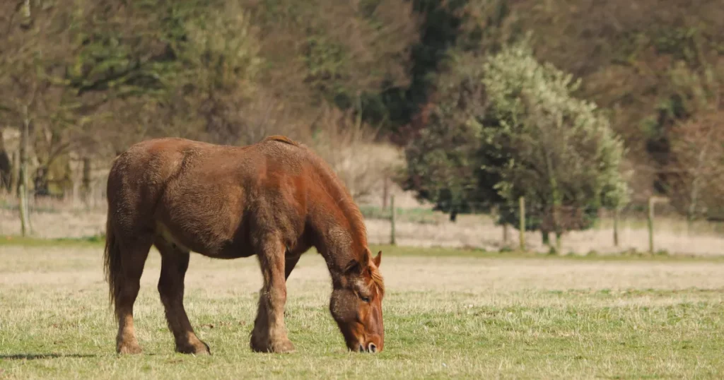 Suffolk Punch