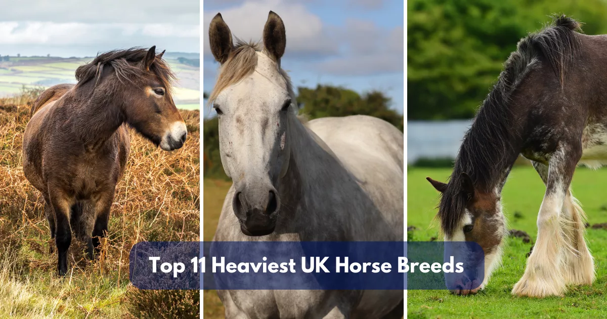 Top 11 Heaviest UK Horse Breeds