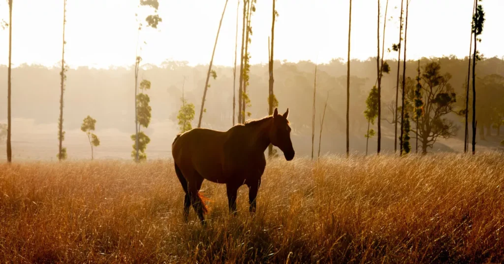 Waler Horse