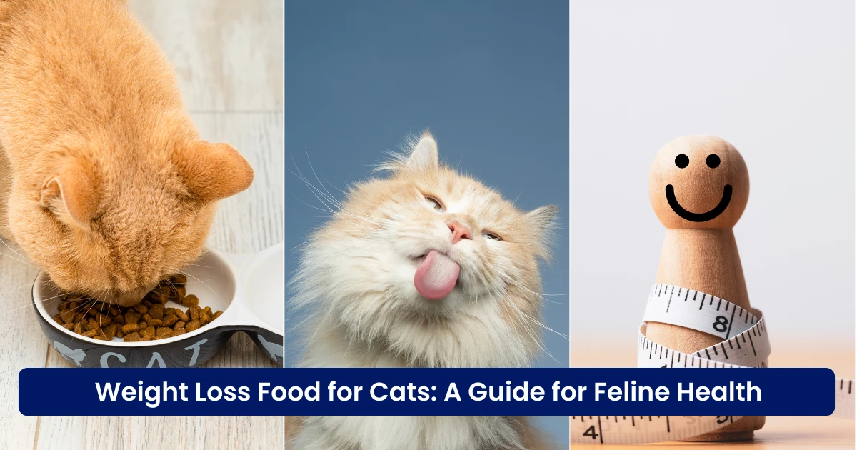 Weight Loss Food for Cats: A Guide for Feline Health